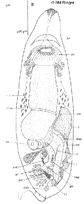 Myozonaria jenneri