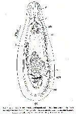 Acanthomacrostomum spiculiferum