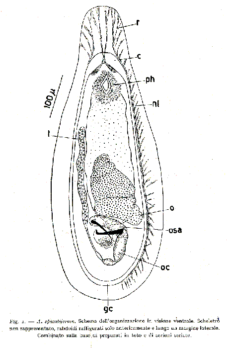 Acanthomacrostomum spiculiferum