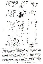 Acanthomacrostomum spiculiferum