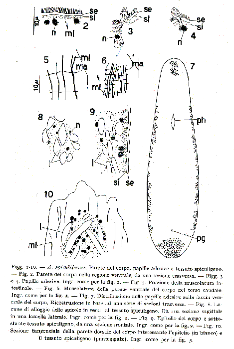 Acanthomacrostomum spiculiferum