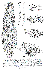 Acanthomacrostomum spiculiferum