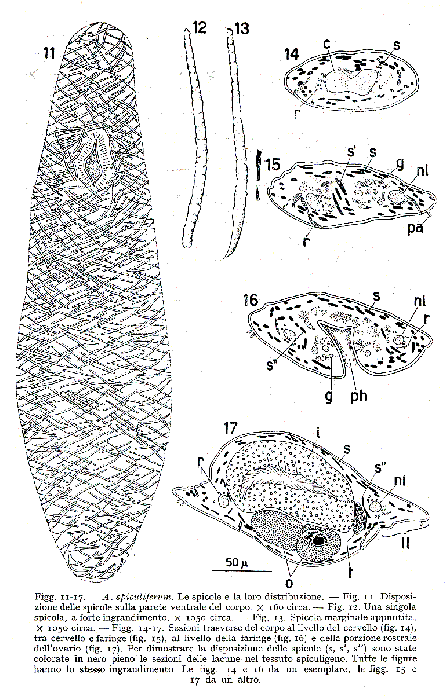 Acanthomacrostomum spiculiferum