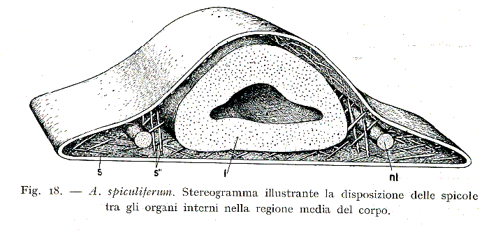 Acanthomacrostomum spiculiferum