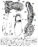 Acanthomacrostomum spiculiferum