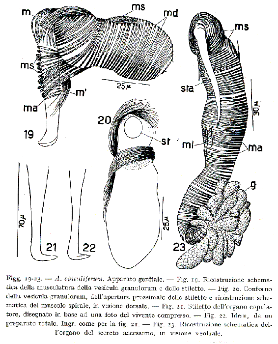 Acanthomacrostomum spiculiferum