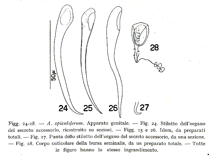 Acanthomacrostomum spiculiferum