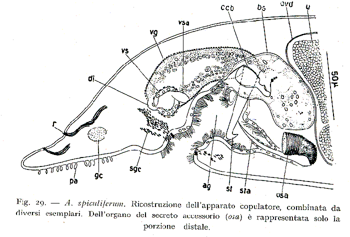 Acanthomacrostomum spiculiferum