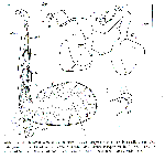 Acanthomacrostomum spiculiferum