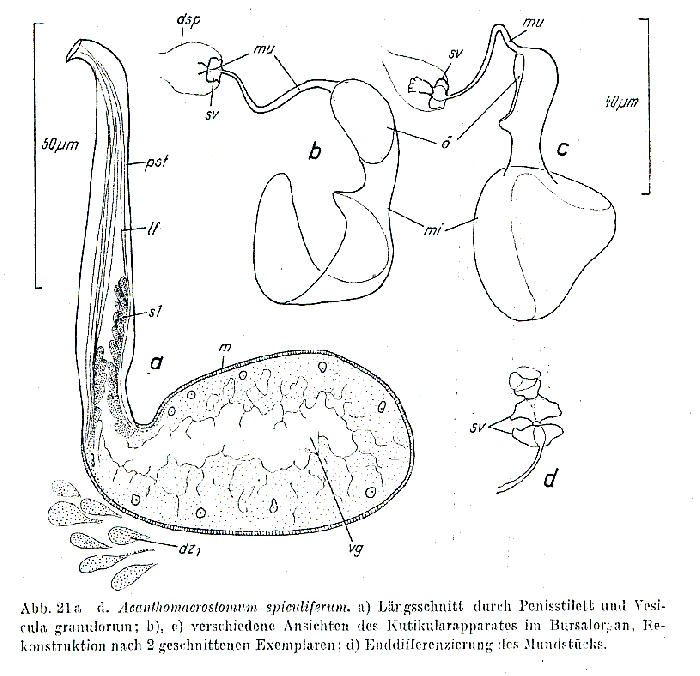 Acanthomacrostomum spiculiferum