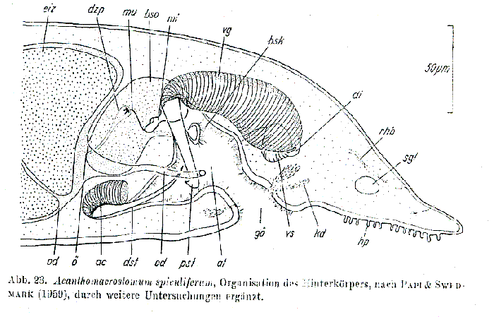 Acanthomacrostomum spiculiferum