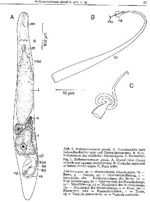 Bathymacrostomum spirale