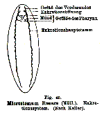 Microstomum lineare