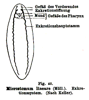 Microstomum lineare