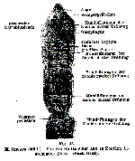 Microstomum lineare