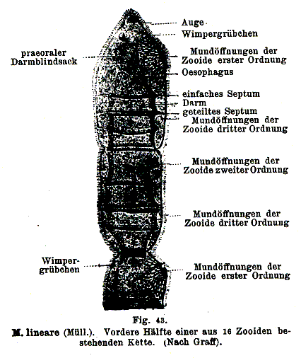 Microstomum lineare