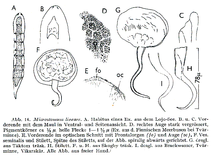 Microstomum lineare