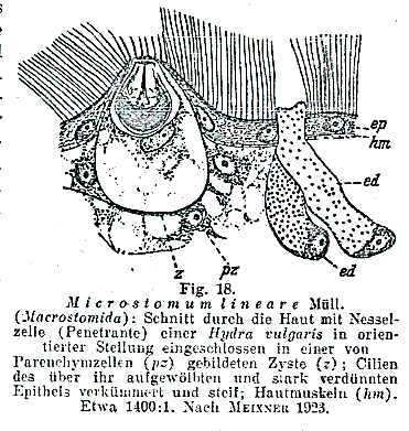 Microstomum lineare