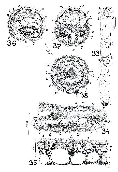 Microstomum gabriellae