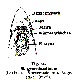 Microstomum groenlandicum