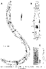 Microstomum jenseni