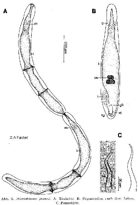 Microstomum jenseni