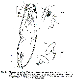 Microstomum melanophthalmum