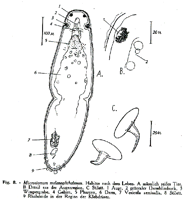 Microstomum melanophthalmum