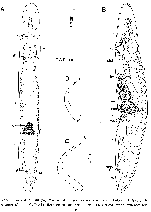 Microstomum papillosum