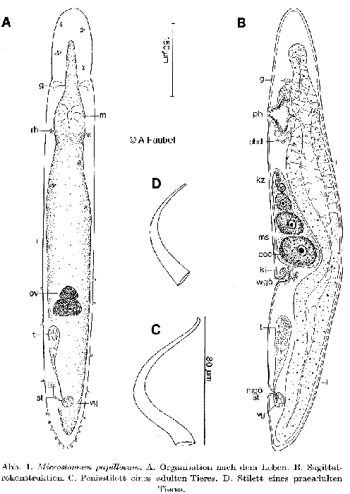 Microstomum papillosum