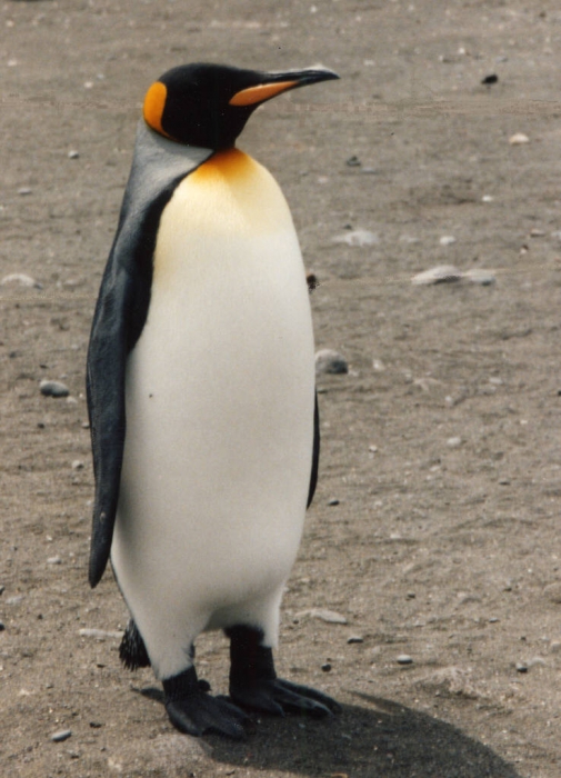 Adult king penguin Adult king penguin