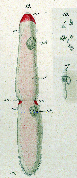 Microstomum rubromaculatum