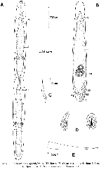 Microstomum spiculifer