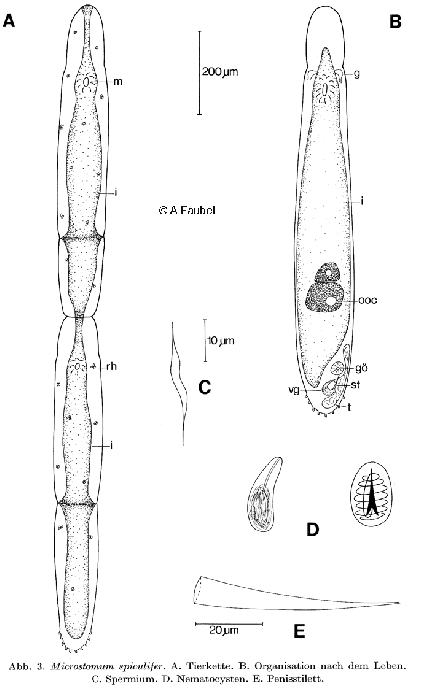 Microstomum spiculifer