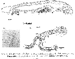 Microstomum spiculifer