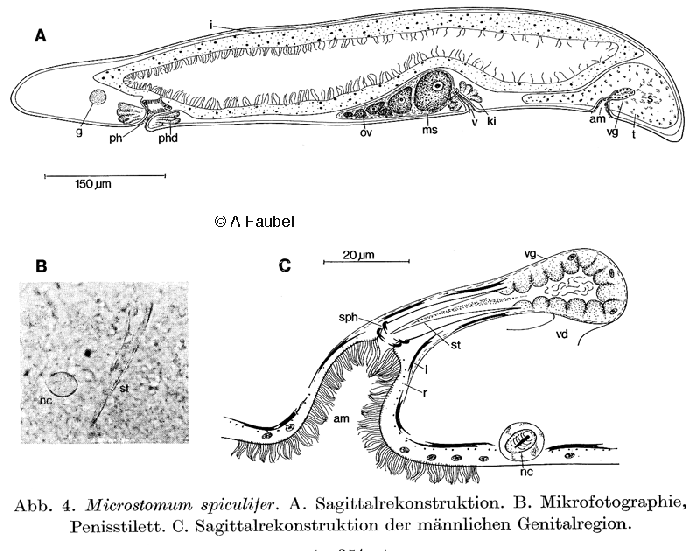 Microstomum spiculifer