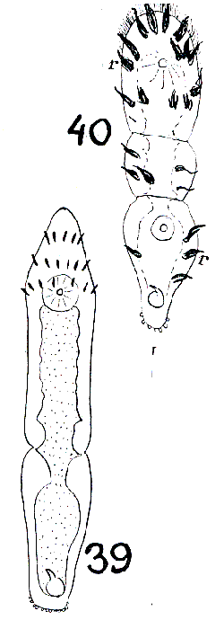 Microstomum trichotum