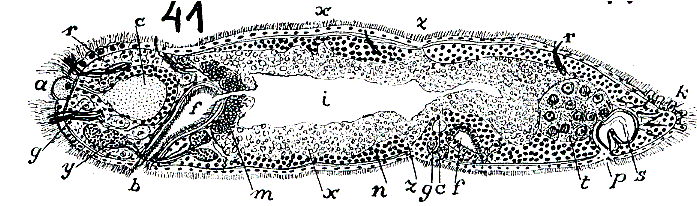 Microstomum trichotum