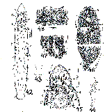 Microstomum ulum