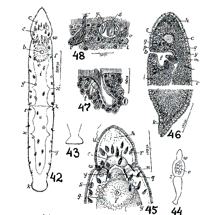 Microstomum ulum