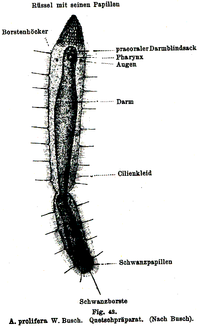 Alaurina prolifera