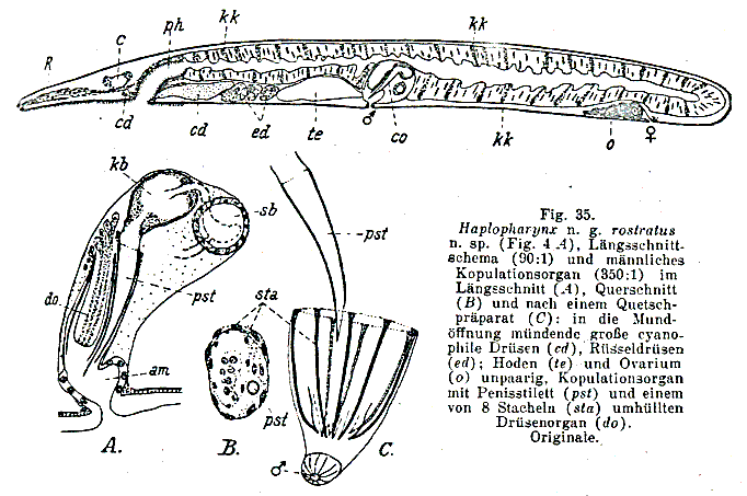 Haplopharynx rostratus