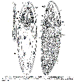 Archimonotresis limophila