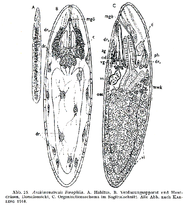 Archimonotresis limophila