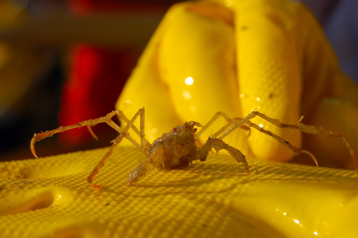 Long-legged crab