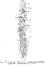 Prolecithoplana lutheri