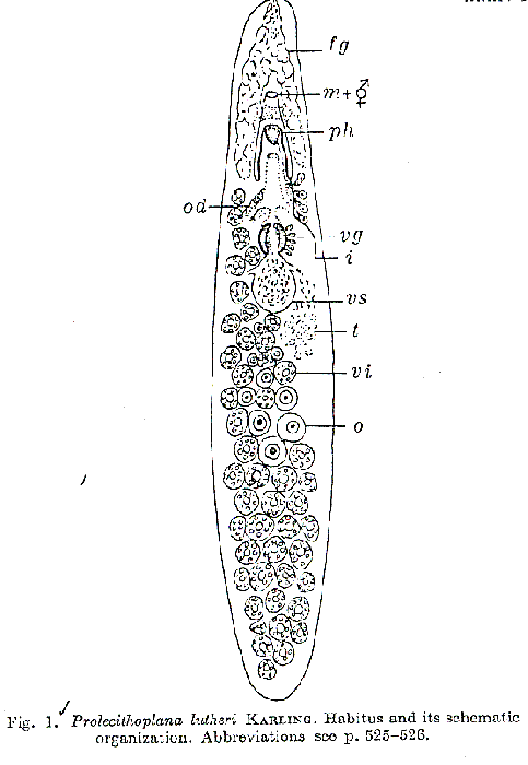 Prolecithoplana lutheri