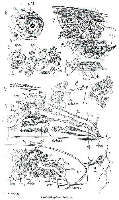 Prolecithoplana lutheri