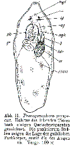 Prorogonophora perspicua