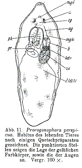 Prorogonophora perspicua